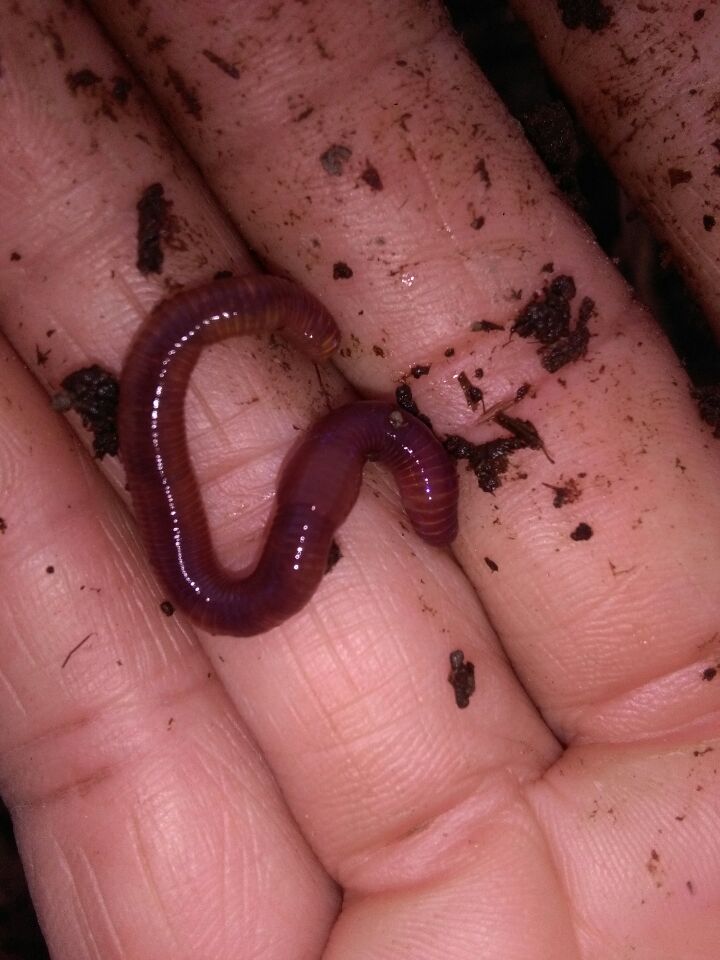 桂林蚯蚓養(yǎng)殖圖片