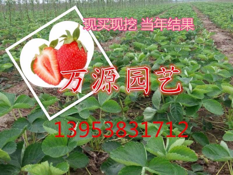 四季草莓苗圖片