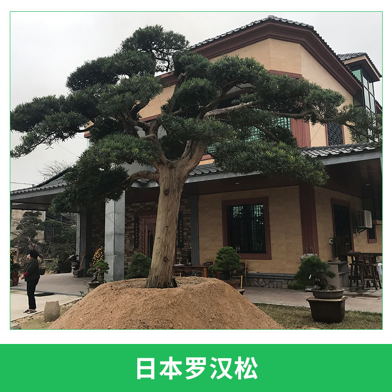 羅漢松圖片/羅漢松樣板圖 (4)