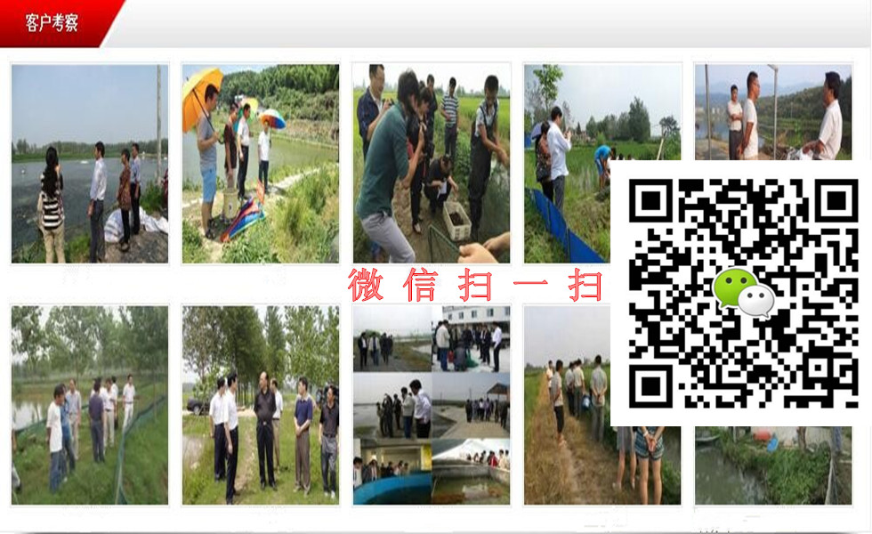 小龍蝦苗圖片/小龍蝦苗樣板圖 (2)