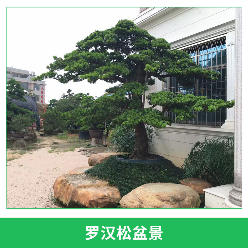 羅漢松盆景室內外造型綠植盆栽四季常青羅漢松樹盆景圖片