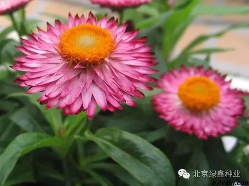 供應(yīng)LVXIN牌永生菊花種