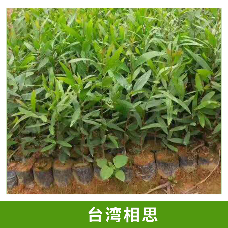 臺灣相思圖片/臺灣相思樣板圖 (1)