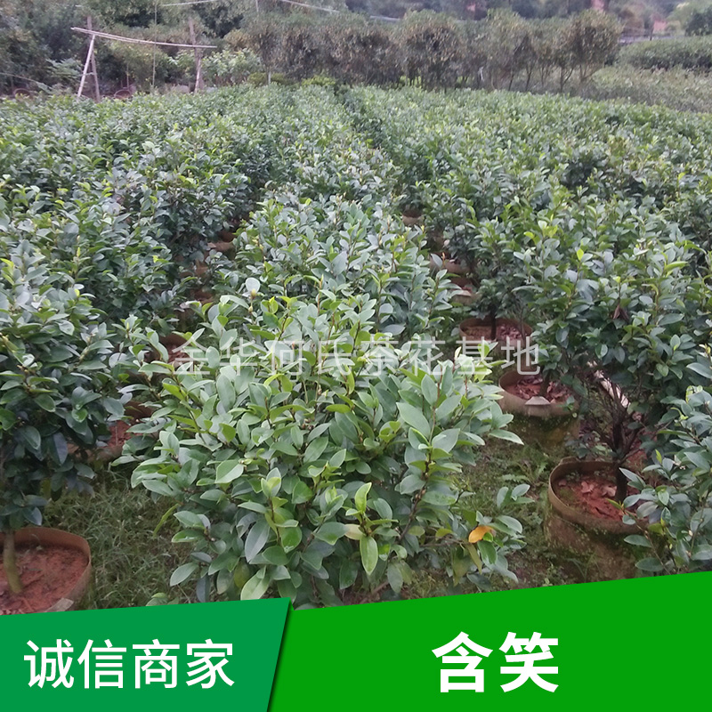 含笑樹圖片/含笑樹樣板圖 (3)