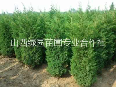 蜀檜圖片/蜀檜樣板圖 (4)