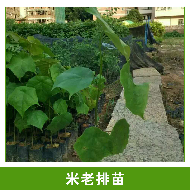 米老排苗圖片/米老排苗樣板圖 (3)