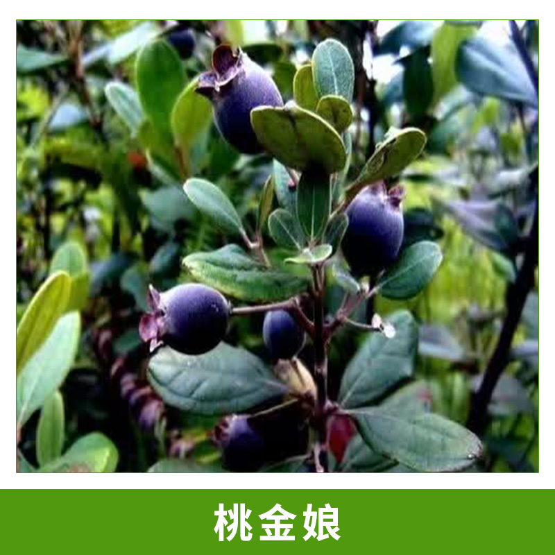 桃金娘小苗圖片/桃金娘小苗樣板圖 (2)