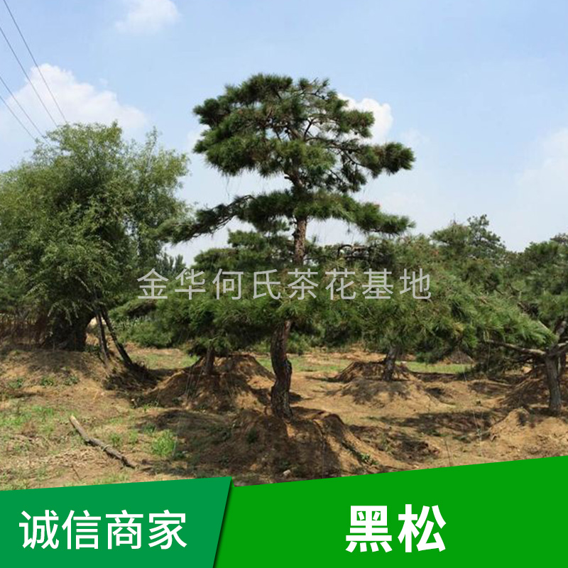 黑松 黑松苗木種植 浙江造型黑松報(bào)價(jià)