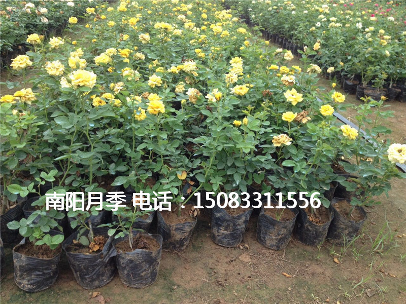 月季圖片/月季樣板圖 (2)