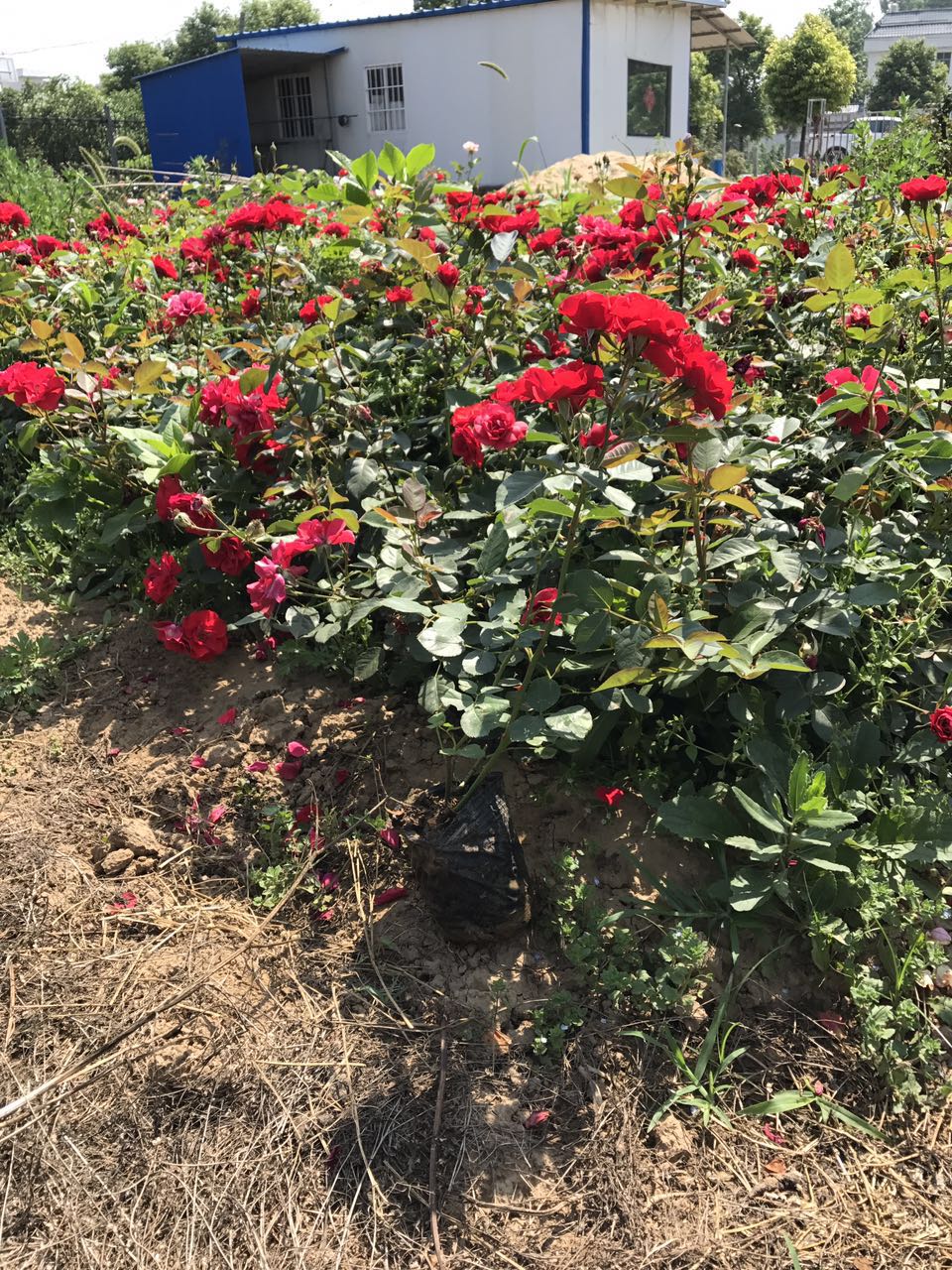 月季花绿化苗木基地月季花价格_月季花图片_月季花产地_月季花绿化苗木苗圃基地 重庆月季花绿化苗木基地