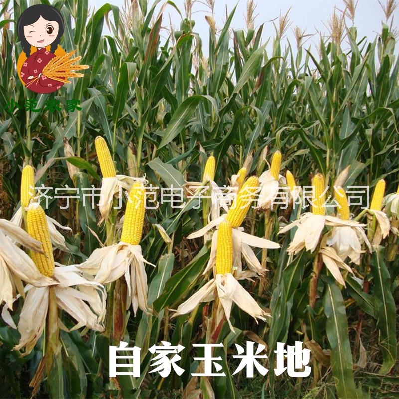 玉米碴 山東農(nóng)家自產(chǎn) 黃玉米茬圖片/玉米碴 山東農(nóng)家自產(chǎn) 黃玉米茬樣板圖 (2)