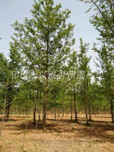 30公分銀杏樹(shù)圖片/30公分銀杏樹(shù)樣板圖 (2)