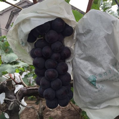 京亞葡萄圖片/京亞葡萄樣板圖 (2)
