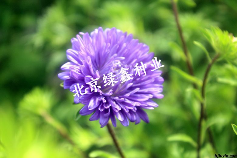 菊花種圖片/菊花種樣板圖 (1)