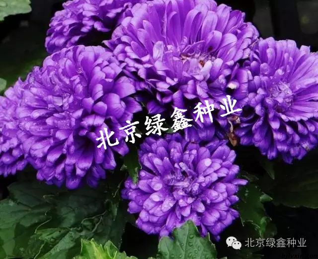 菊花種圖片/菊花種樣板圖 (2)
