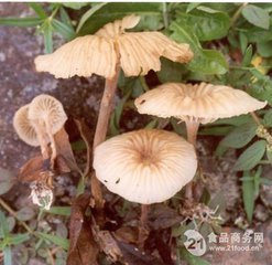 方格高品質(zhì)安絡(luò)小皮傘提取物圖片/方格高品質(zhì)安絡(luò)小皮傘提取物樣板圖 (3)