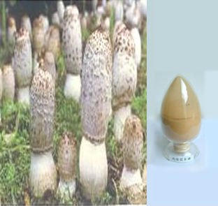 雞腿菇提取物圖片/雞腿菇提取物樣板圖 (3)
