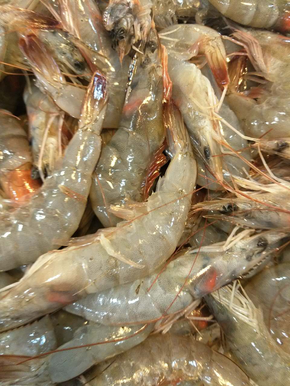 大蝦供應(yīng)配送圖片/大蝦供應(yīng)配送樣板圖 (1)