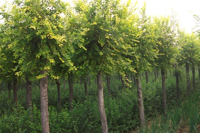 河北金葉榆圖片/河北金葉榆樣板圖 (4)