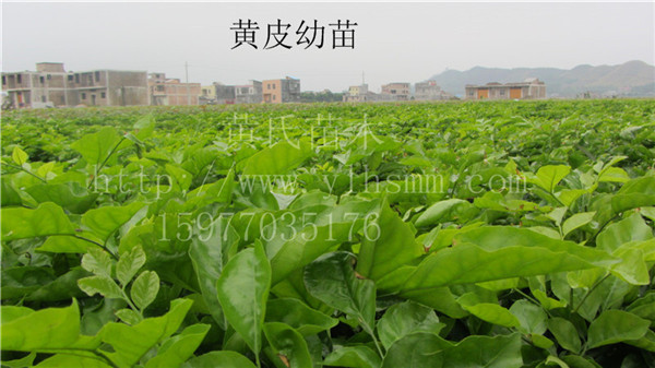 廣西各類牙苗出售圖片/廣西各類牙苗出售樣板圖 (4)