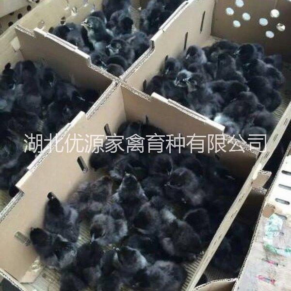 高產(chǎn)麻羽綠殼蛋雞苗 五黑雞苗 高產(chǎn)麻羽綠殼蛋雞苗 五黑雞苗 大量供應(yīng)批發(fā)價(jià)格
