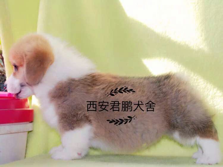 柯基犬寶寶出售圖片/柯基犬寶寶出售樣板圖 (2)