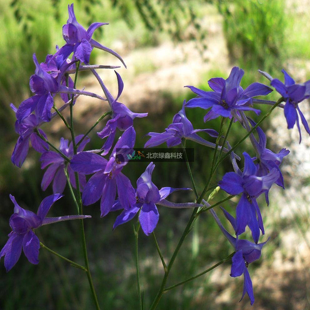 供應(yīng)LVXIN牌千鳥草花種