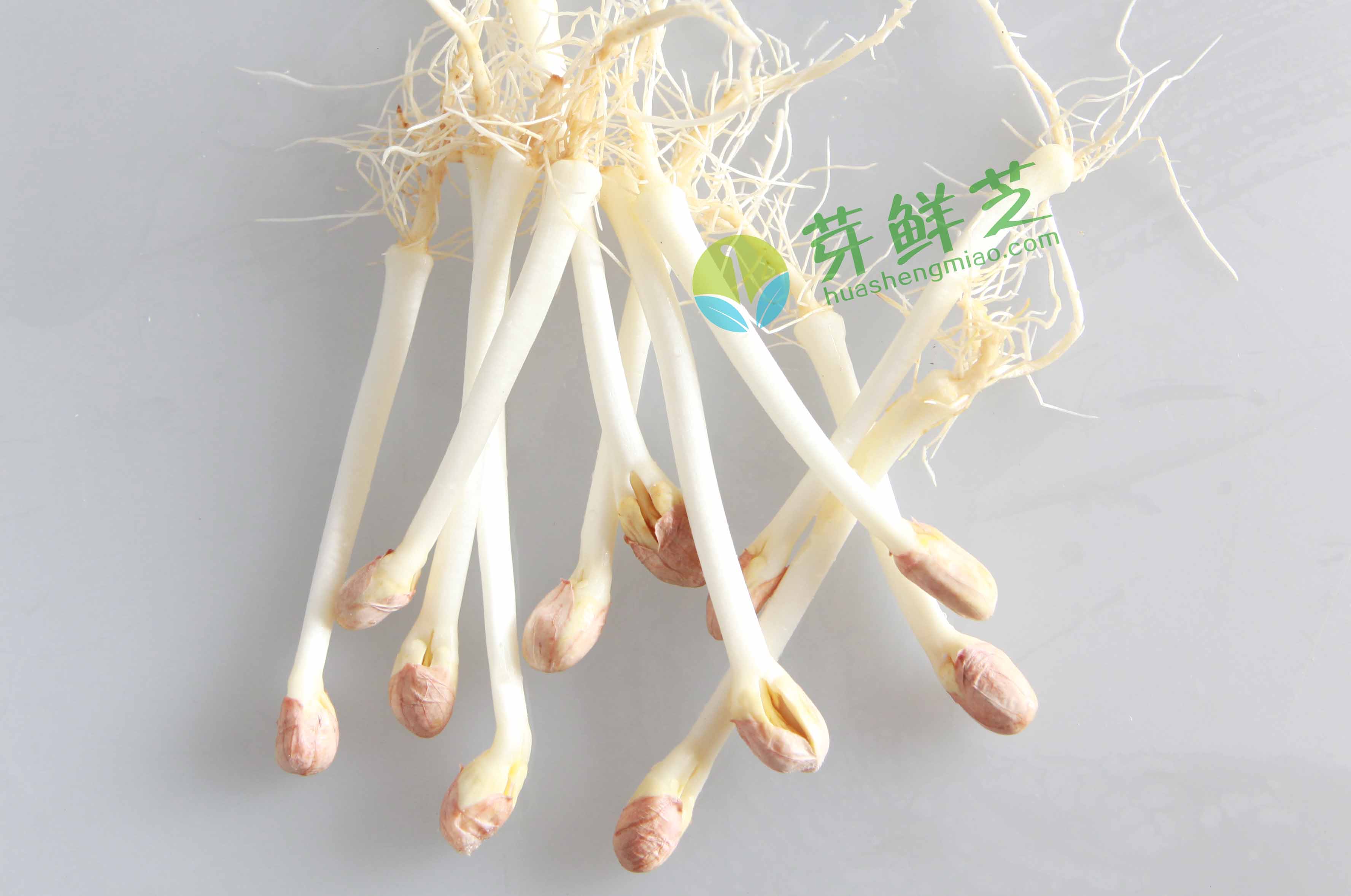 生態(tài)花生苗市場(chǎng)前景看好，自產(chǎn)自銷好賺錢(qián)