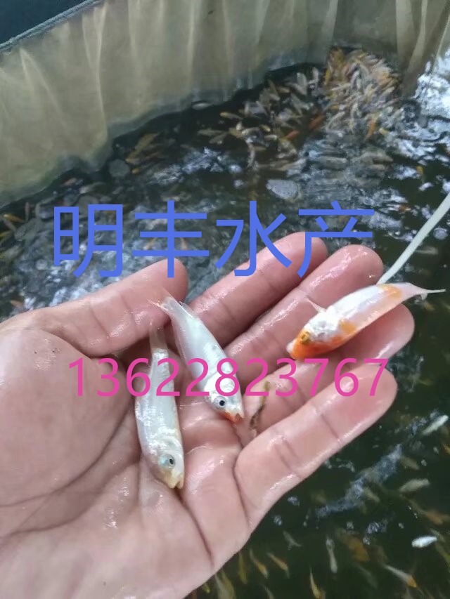 錦鯉魚苗圖片/錦鯉魚苗樣板圖 (3)