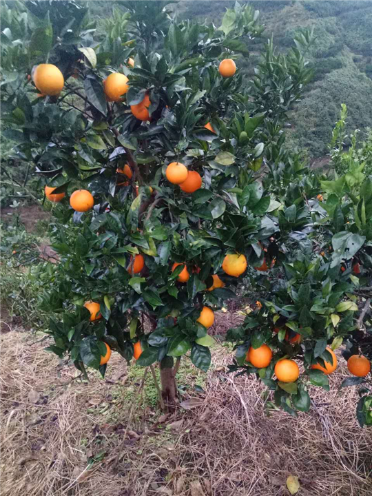 夏橙苗厂家夏橙苗 夏橙苗价格