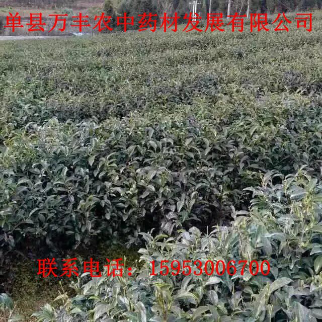 白术种苗图片