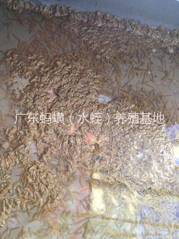 幼苗圖片/幼苗樣板圖 (4)