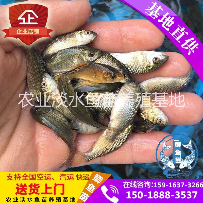 土鯽魚苗 白鯽魚苗 湘云鯽魚 工程鯽魚