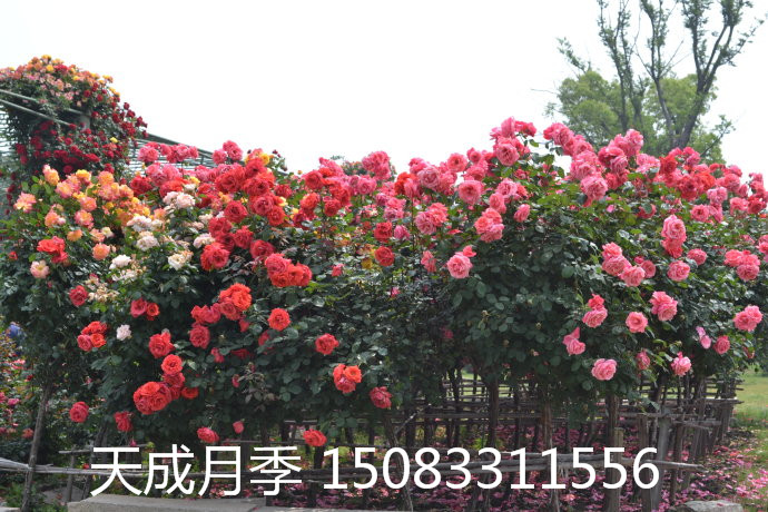 月季圖片/月季樣板圖 (1)