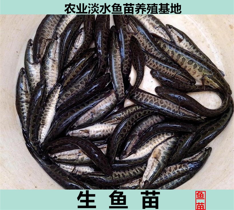魚苗圖片/魚苗樣板圖 (2)