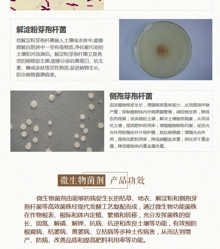 潍坊市微生物菌剂厂家绿陇生物微生物菌剂促生长，固氮，解磷解钾抗病 微生物菌剂（光谱性）