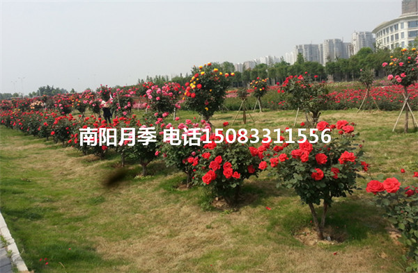 工程月季圖片/工程月季樣板圖 (1)