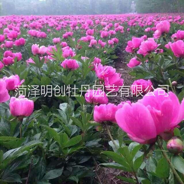 白芍苗批發(fā)、芍藥苗價(jià)格圖片