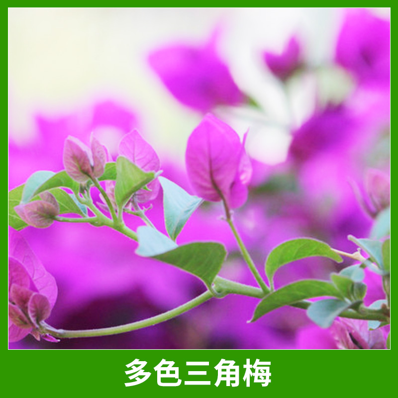 多色三角梅圖片/多色三角梅樣板圖 (4)