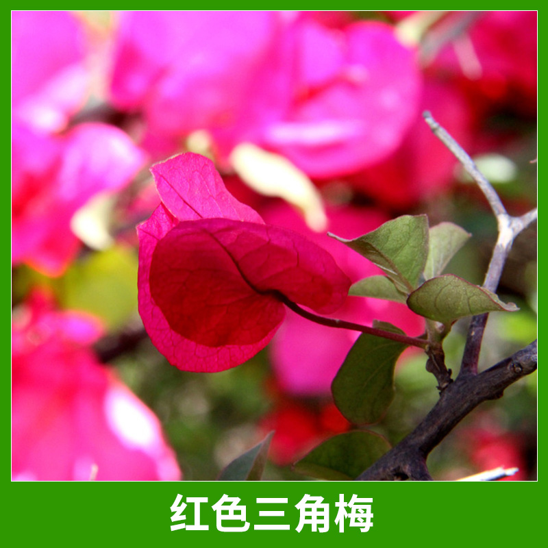 三角梅圖片/三角梅樣板圖 (3)