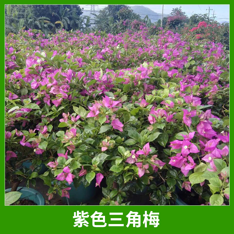 紫色三角梅圖片/紫色三角梅樣板圖 (4)