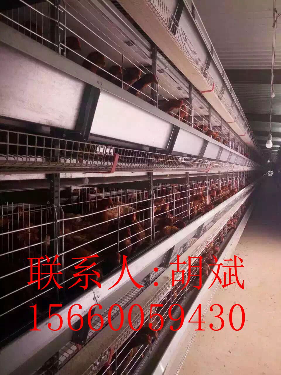 河南金鳳自動化層疊養(yǎng)殖設(shè)備圖片/河南金鳳自動化層疊養(yǎng)殖設(shè)備樣板圖 (4)