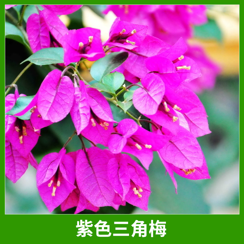 紫色三角梅圖片/紫色三角梅樣板圖 (1)