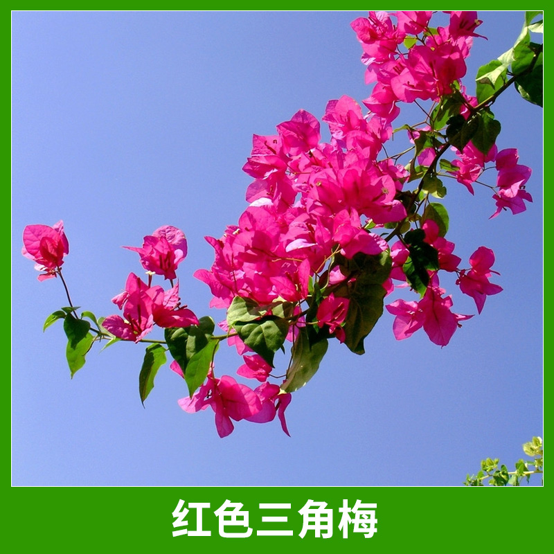 漳州三角梅園藝綠化場(chǎng)紅色三角梅景觀綠植盆景盆栽基地直銷