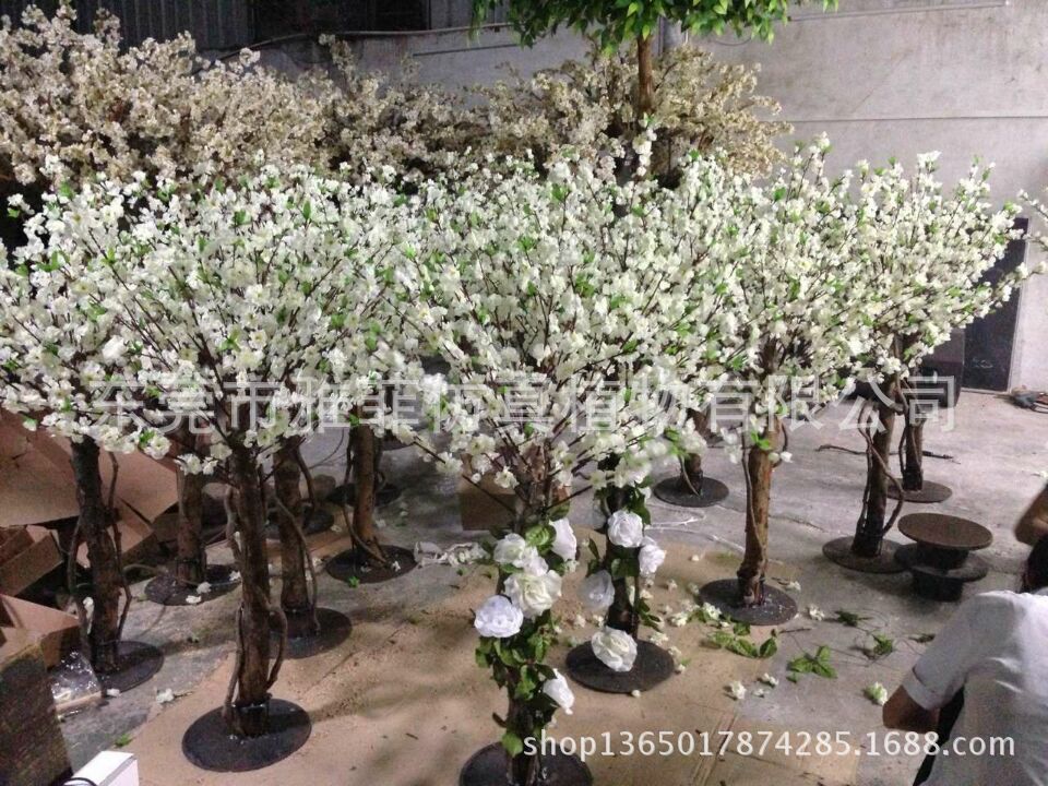 櫻花樹圖片/櫻花樹樣板圖 (2)