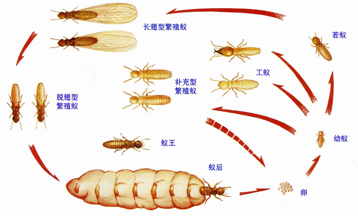 橋梁白蟻防治圖片