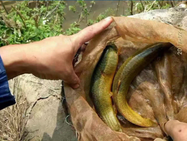 泥鰍魚苗圖片/泥鰍魚苗樣板圖 (3)