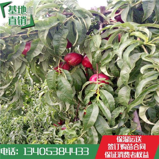 純種油桃苗圖片
