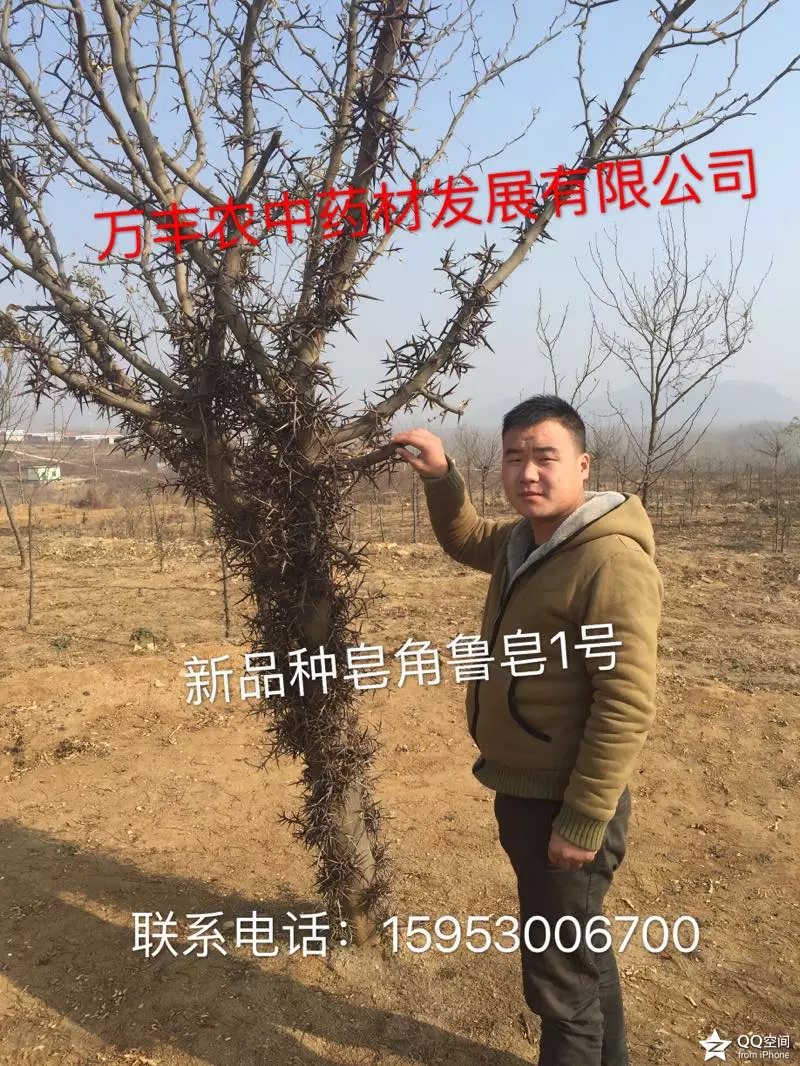 皂角圖片/皂角樣板圖 (4)