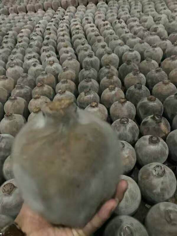 貴州省茅臺(tái)鎮(zhèn)古釀坊洞藏老酒圖片